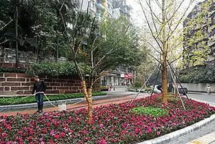 大门口种百合对风水有影响吗？十字路口风水如何改善？