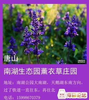 兴隆花海的薰衣草浪漫——一场“糊涂”的旅行