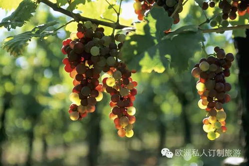 青岛城阳：巨峰葡萄？巨坑葡萄！