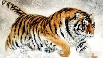 包生肖赔率是多少？猴年生肖包里能否放虎生肖？