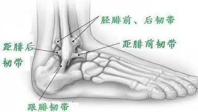 脚踝粗身体健康——细脚踝的人真的容易倒吗？