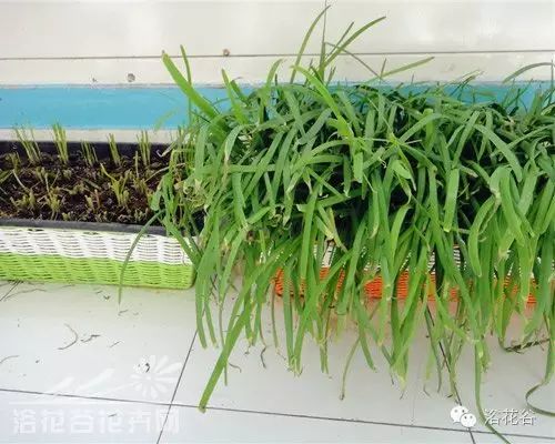 阳台种韭菜风水好吗？有没有什么讲究？