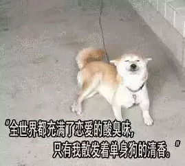 单身狗不可怕,单身狗的真正含义