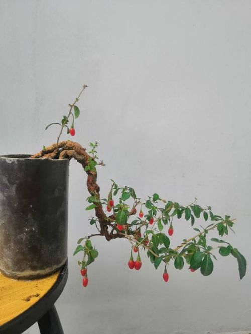 选树？先看看你家在哪旮旯吧！