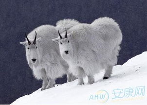 2003年属羊人一生的命运究竟如何？