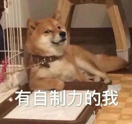 单身狗生存指南