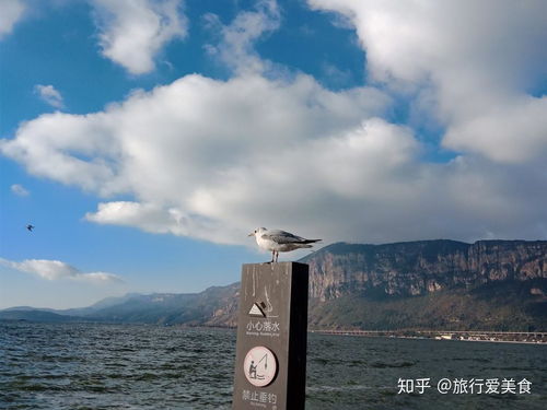 三、滇池：海鸥的天堂（和一些小插曲）