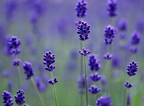 家里种薰衣草风水学,家里种薰衣草风水学
