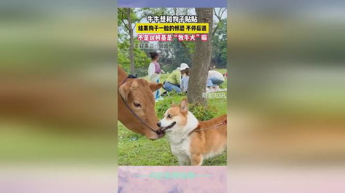 牛和狗八字相冲吗？有没有牛和狗八字相冲的视频大全？