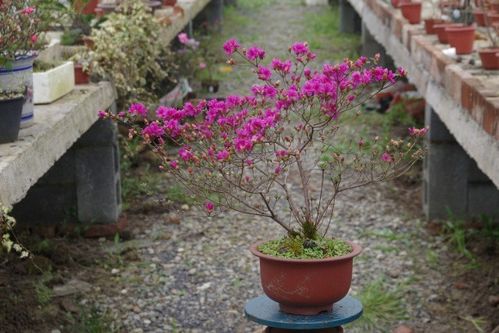 绿色的盆种什么花好kan,绿色花盆好kan吗