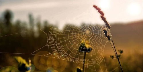 星座界的语言刺客：谁在友情里疯狂输出暴击伤害？