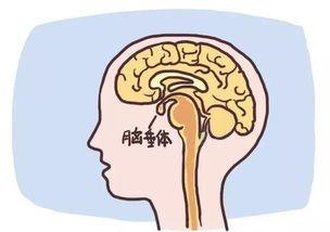 大牙掉了预示着什么健康问题或生活变化？