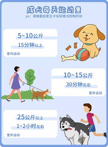 宠物与生活的启示