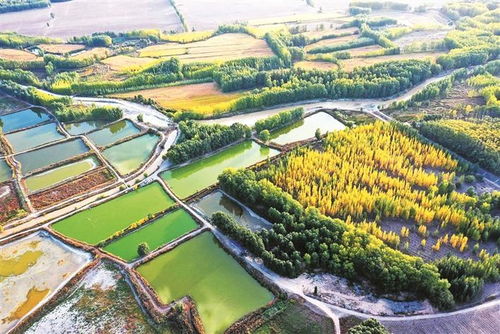平湖生态园：真的是绿洲吗？