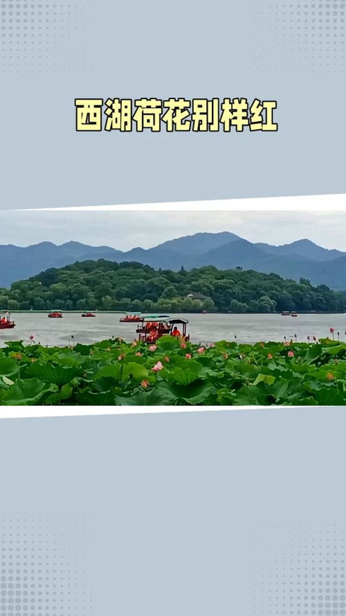 那一些藏在西湖边的历史持续发展故事——每一块碑都有故事