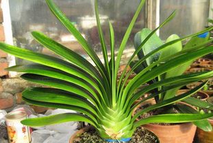 大海水命是否适宜养君子兰，对大海水命女性养君子兰有何影响？