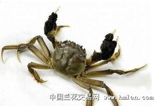关于选择兴化大闸蟹的一些小Tips