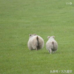 生肖虎与生肖羊的劫数