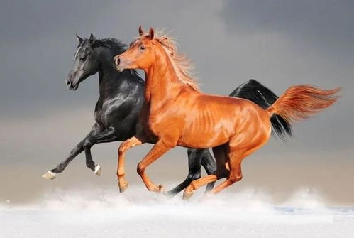 生肖马代表长寿，那生肖马究竟意味着什么？