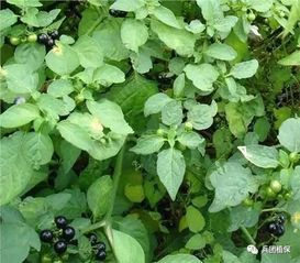 龙葵草：一个让人又爱又恨的暴躁小妖精