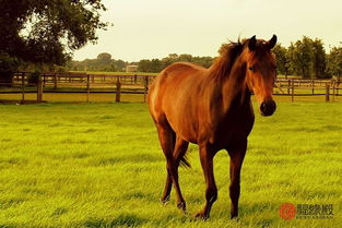 属鸡男和属马女财运如何？属马和属鸡相克是什么意思？