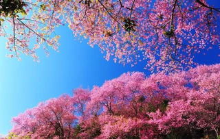 樱花园：粉色浪漫