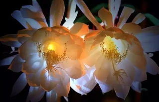 惯与“昙花一现”的哲学思考