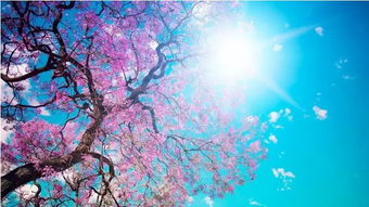 日本东京：樱花季的人潮噩梦，比追猫更值得