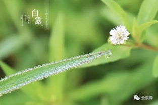 收清露