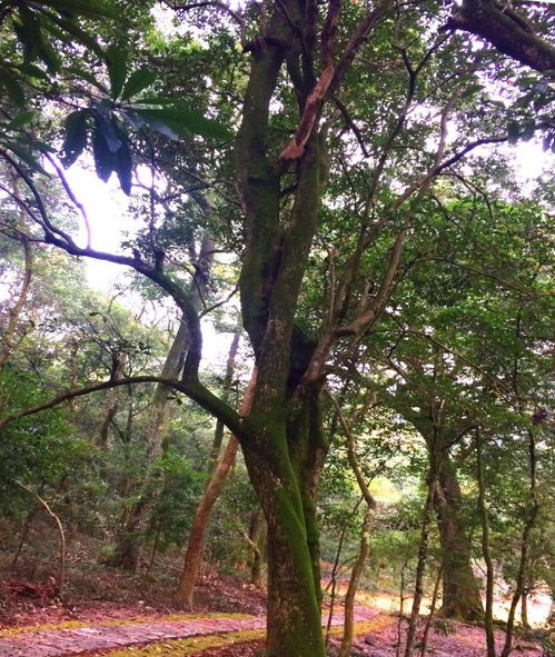 震惊！2026年家门口种这些树能让你一夜暴富？看完我裂开了