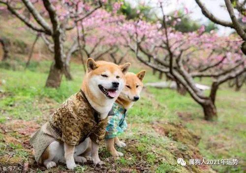 2026年属狗人的事业财运会怎样？运势如何？