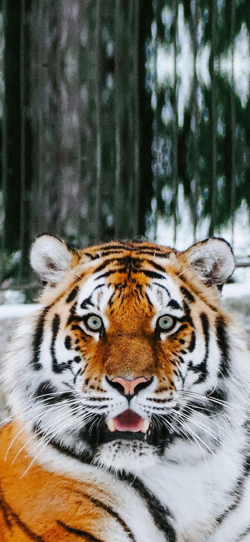 2026年虎宝宝庞姓，有没有好听的名字推荐呢？