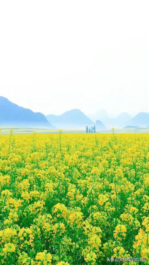 虬龙沟油菜花海：隐藏在民间的惊喜