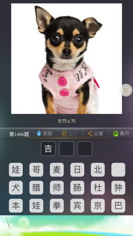 如何从八字宠物起名字大全三个字中挑选出适合我的宠物名字？