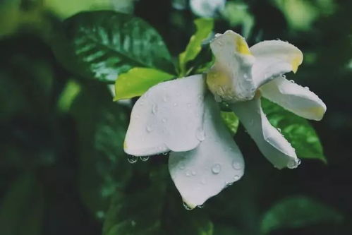 花语都是骗人的鬼话