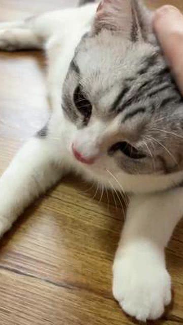 不同音调，不同含义：解码猫咪的“语言”