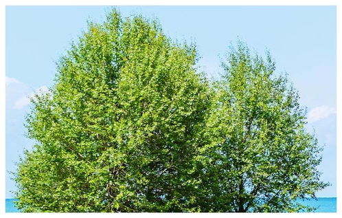 植物界的戏精们