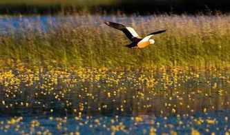 野鸭湖？野鸭在哪？
