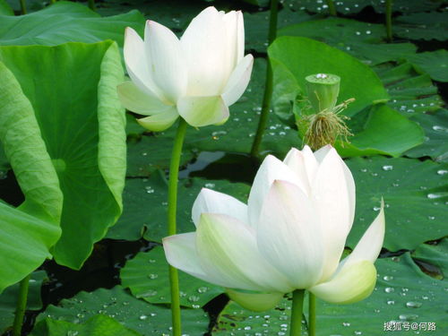 莲花球风水球寓意,莲花盆风水