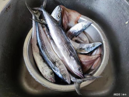 新年伊始，这三种海鱼纯野生无养殖，价格实惠，难道你不想错过这难得的美食吗？