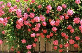 啊啊啊！大兴月季大会又双叒叕来啦！钱包君要哭了怎么办？