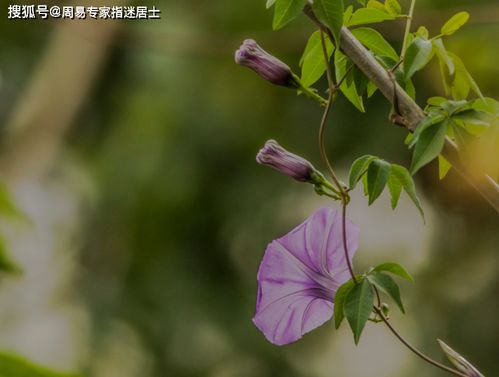 2021年属兔农历二月运势如何？