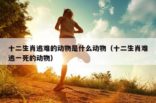 ‘将年华匆匆’和‘来去匆匆’分别指的是哪个生肖？