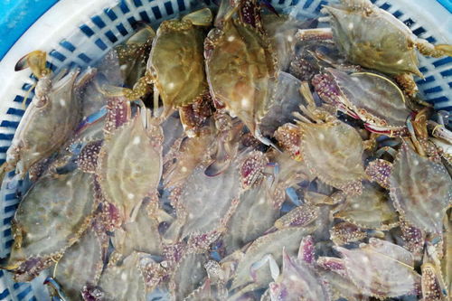 兴城概览：被过度包装的海滨噩梦