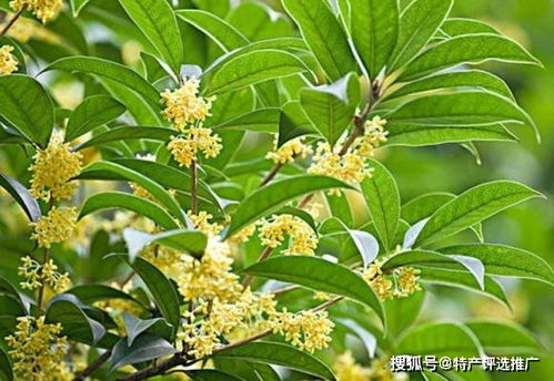 风水上桂花不开花,桂花不开有啥说法