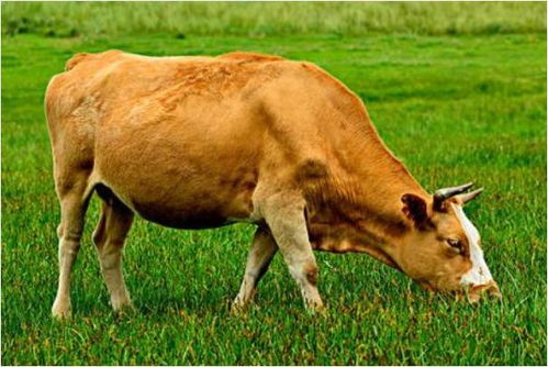 2026年1月属牛人黄道吉日出生的财运如何？