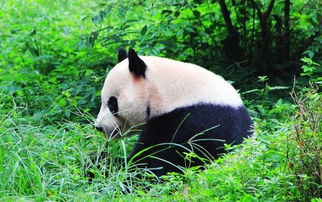 成都乱逛实录：熊猫都在睡大觉