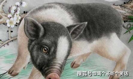 属猪男性与1992年属龙女性的事业关系如何？