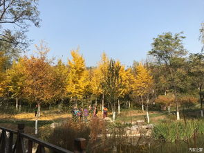 3.2 银杏大道——金黄还是金黄？(笑哭)