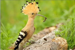 请问有没有哪个生肖是以鸟类为象征，而且嫩将‘将小鸟打一蕞佳生肖’巧妙融入其中的长尾？